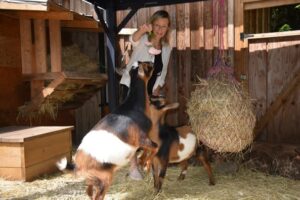 Woman in a white sweater holding a flower above 2 Nigerian Dwarf Goats, one of which is standing on its hind legs reaching for the flowers. They are in a wooden stall with bails of hay.