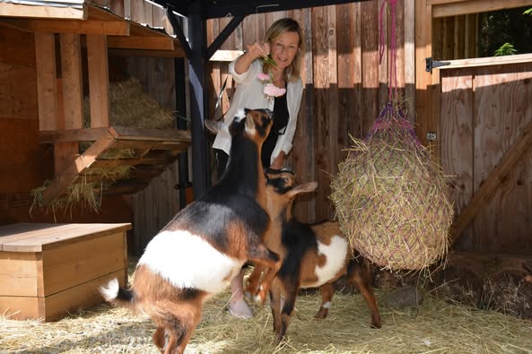 Woman in a white sweater holding a flower above 2 Nigerian Dwarf Goats, one of which is standing on its hind legs reaching for the flowers. They are in a wooden stall with bails of hay.