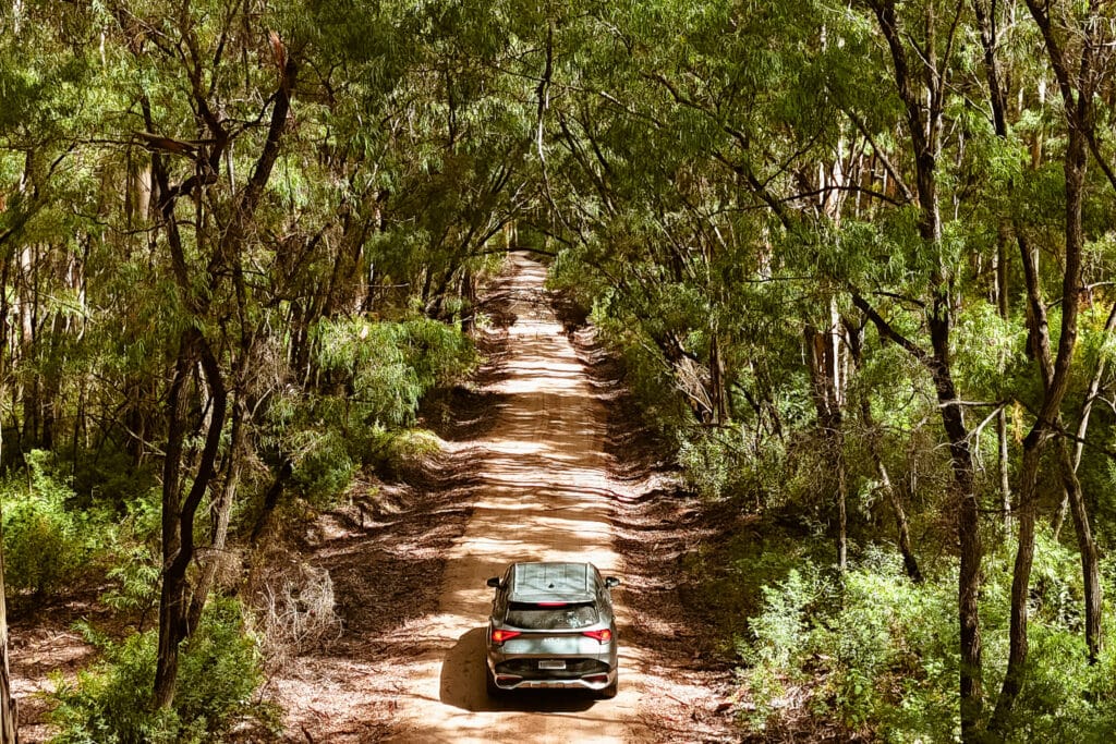 Driving through Boranup Forest in Margaret River