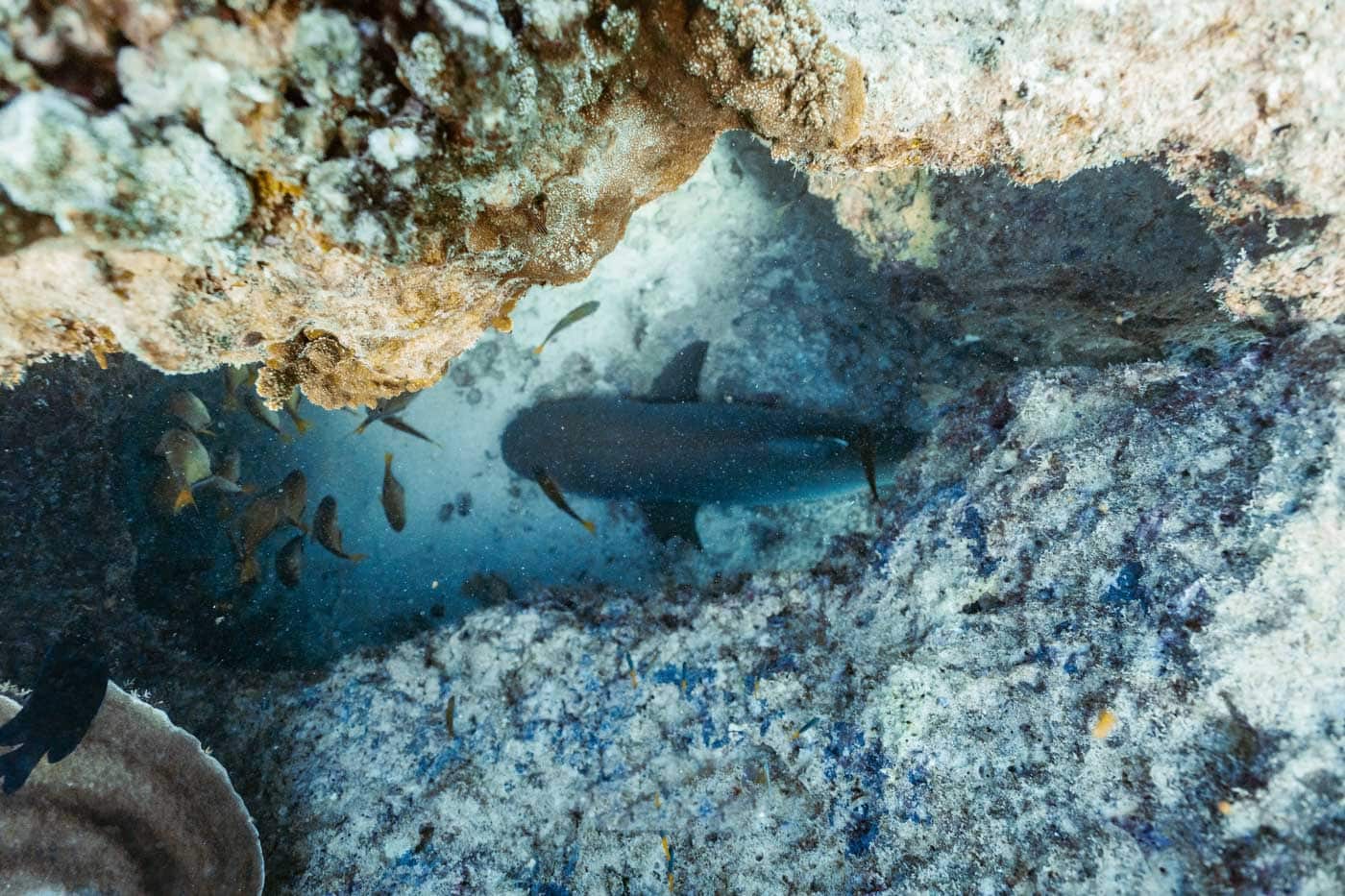 Reef shark resting at the bottom of the ocean in between rocks and coral