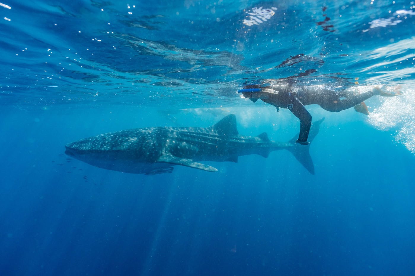 Woman snorkelling next to whale shark in open waters at Ningaloo Reef