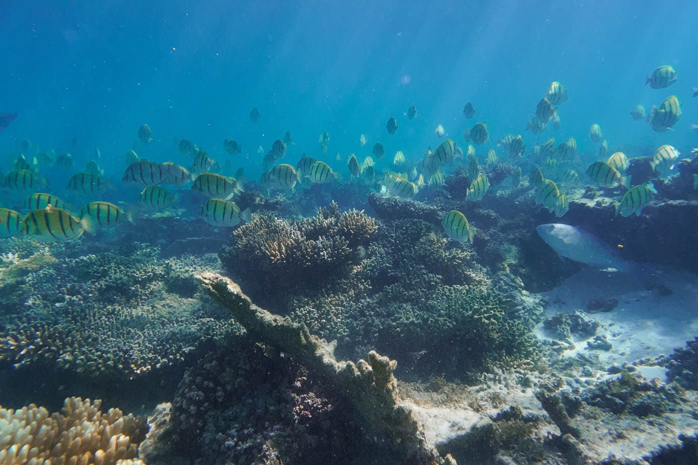 School of little yellow fish swimming around a reef in Ningaloo