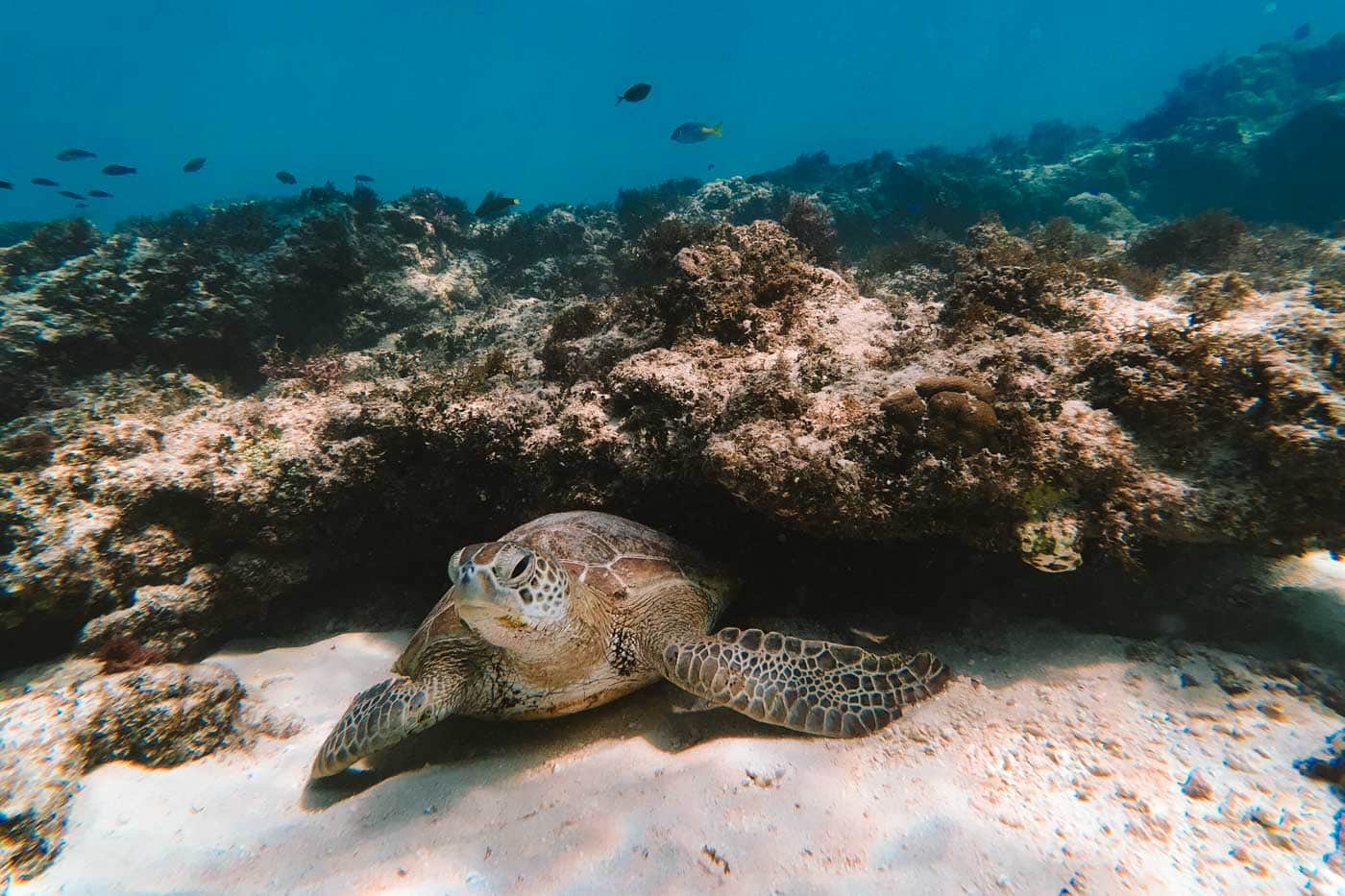 Turtle resting underneath rock/reef