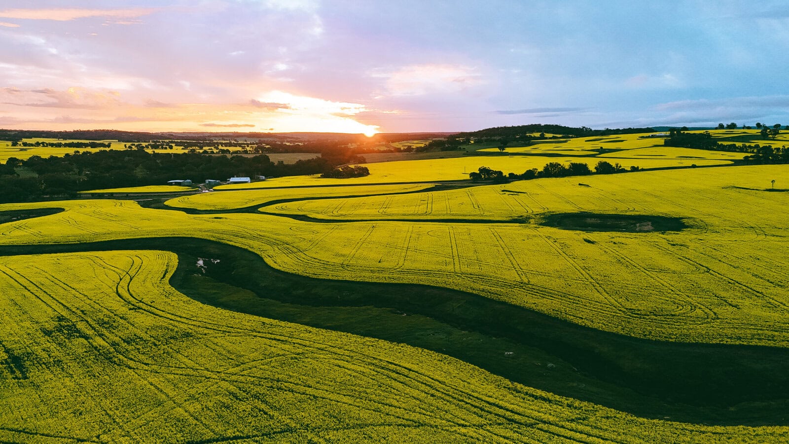 Ultimate Guide To Visiting The Canola Fields in York (2025)