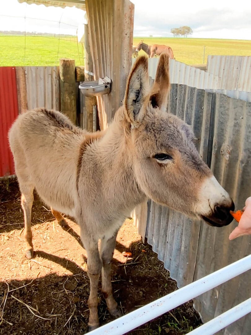 Farm animals at Petteet Park, York WA