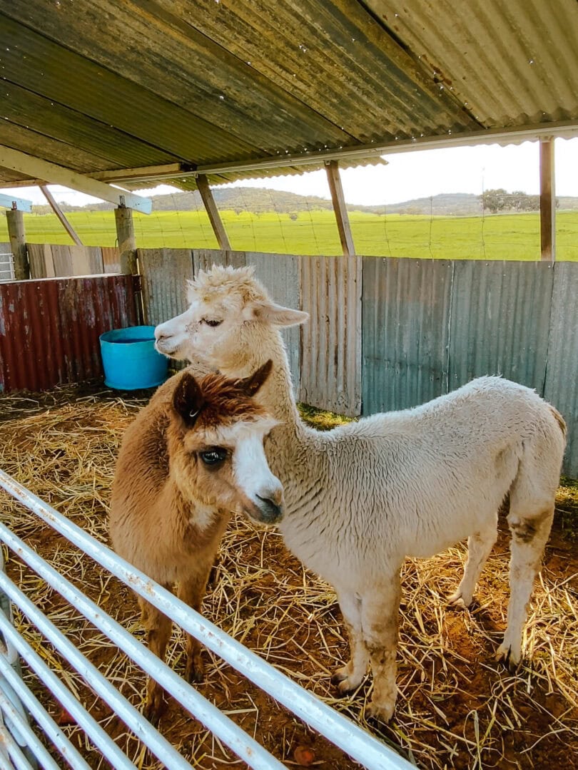 Farm animals at Petteet Park in York