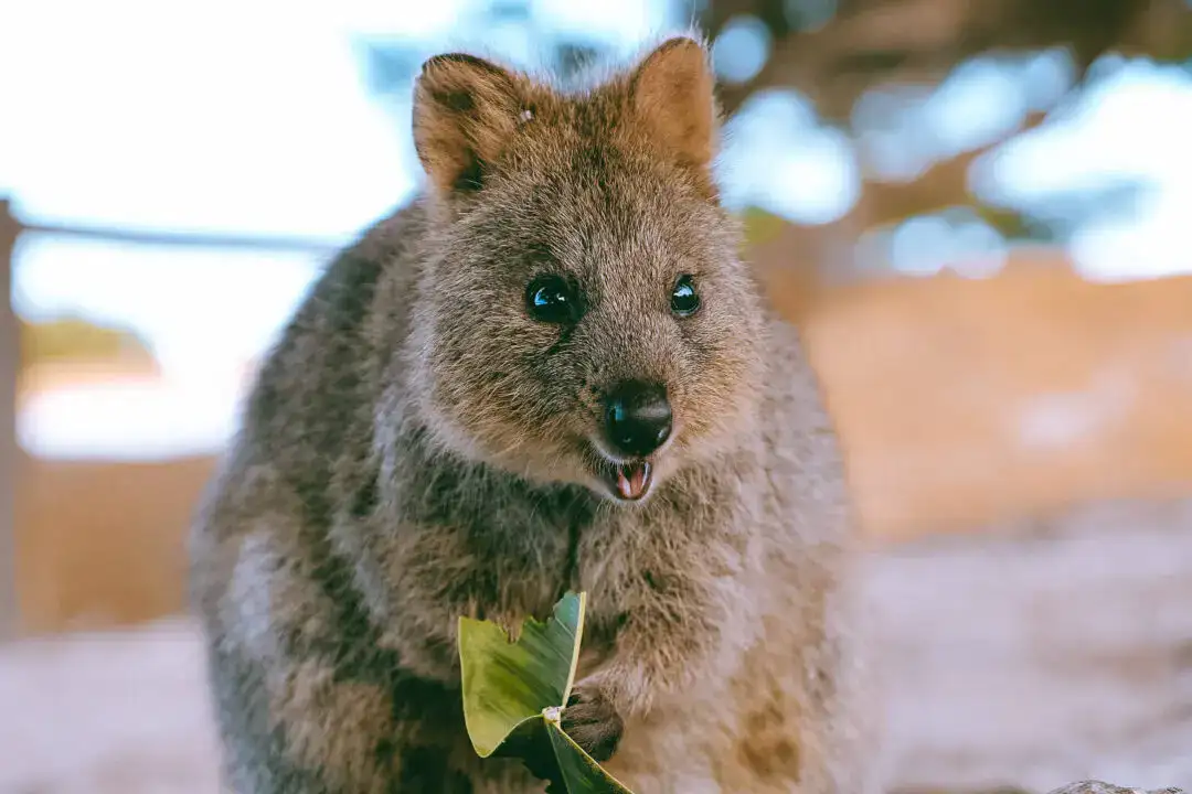 Happy quokka holding a leaf near Rottnest Island settlement