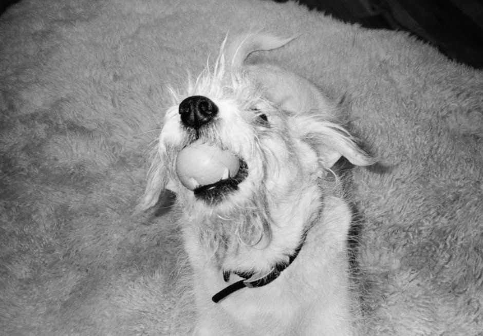 Playful dog with a ball in its mouth, lying on a soft rug, captured in black and white by Pamela Hanson Photography.