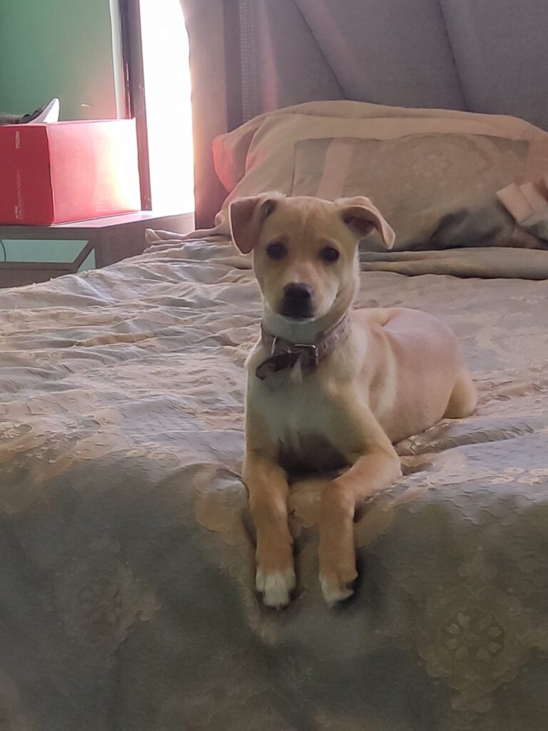 perro sentado en cama mirando hacia la cámara