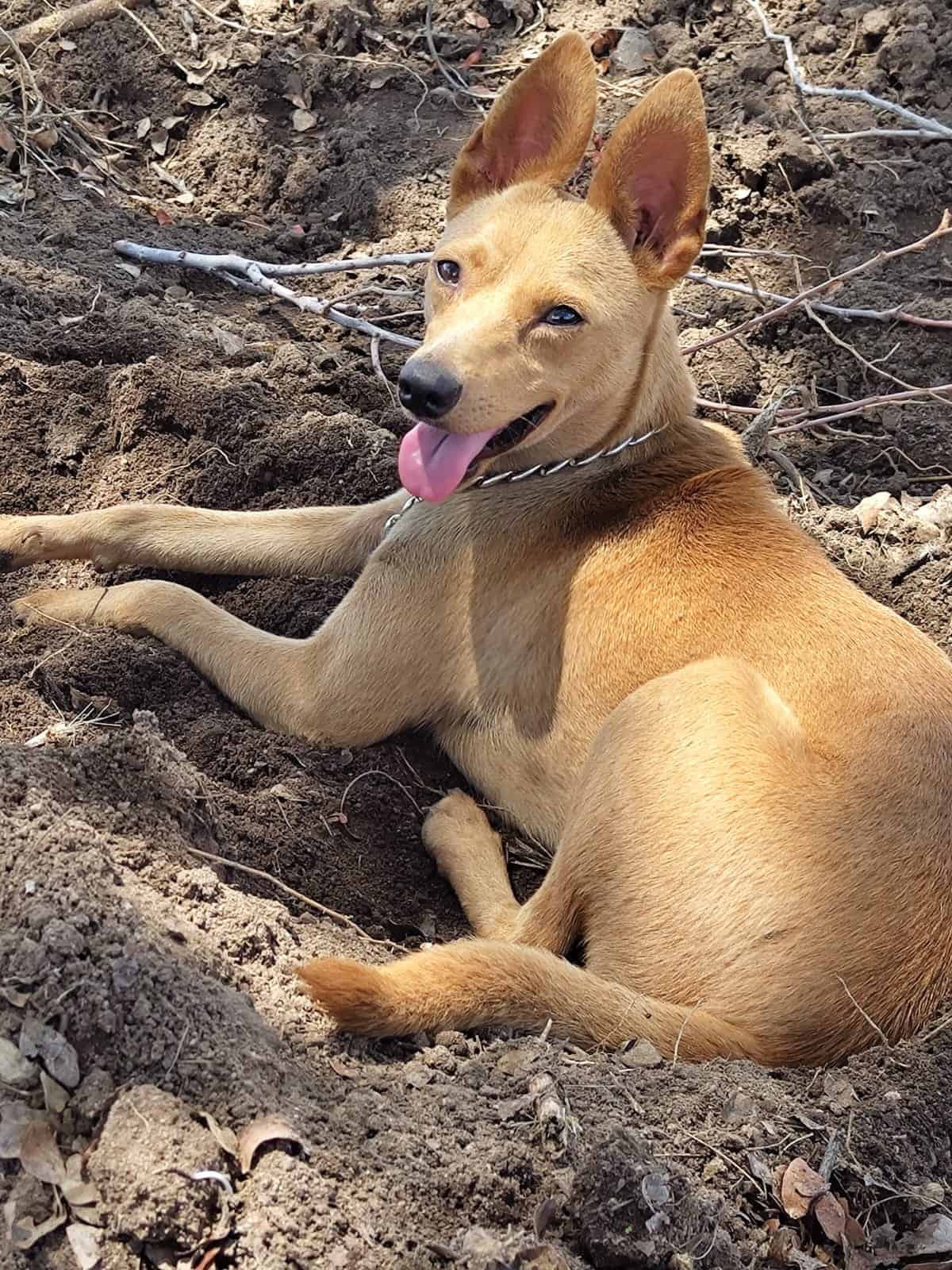 Lili