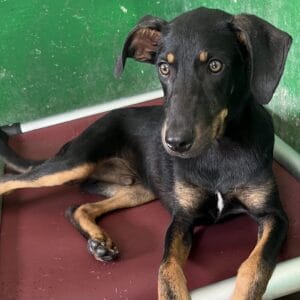 perrito negro con patitas cafés sentado, talla mediana