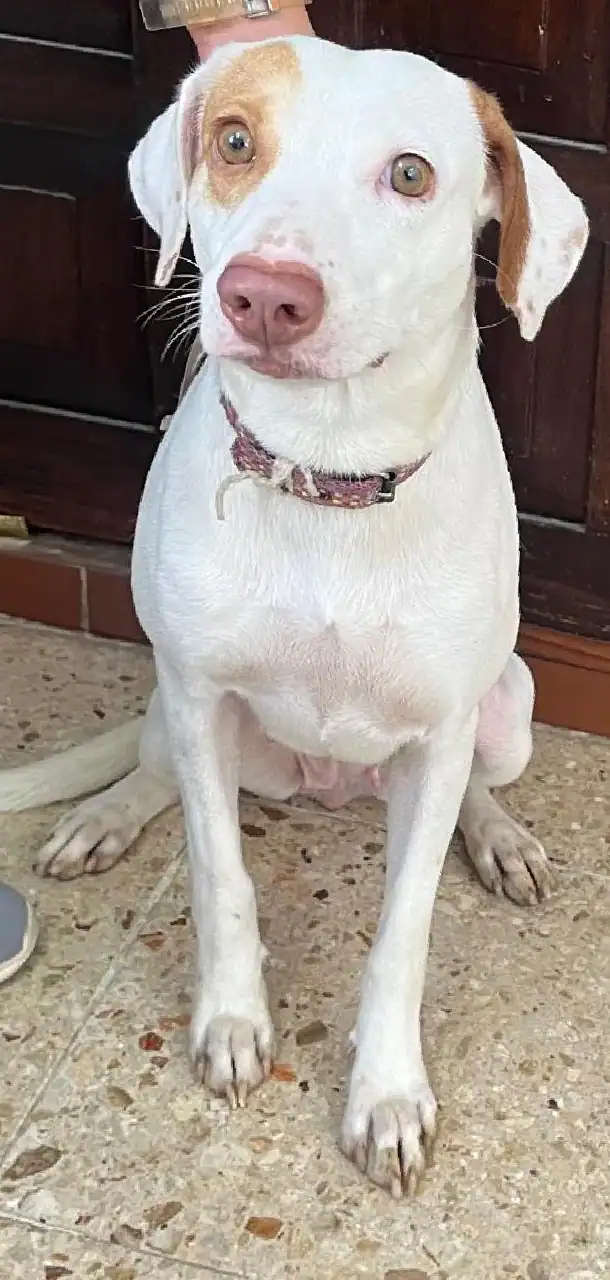 perrita blanca sonriente hacia la cámara