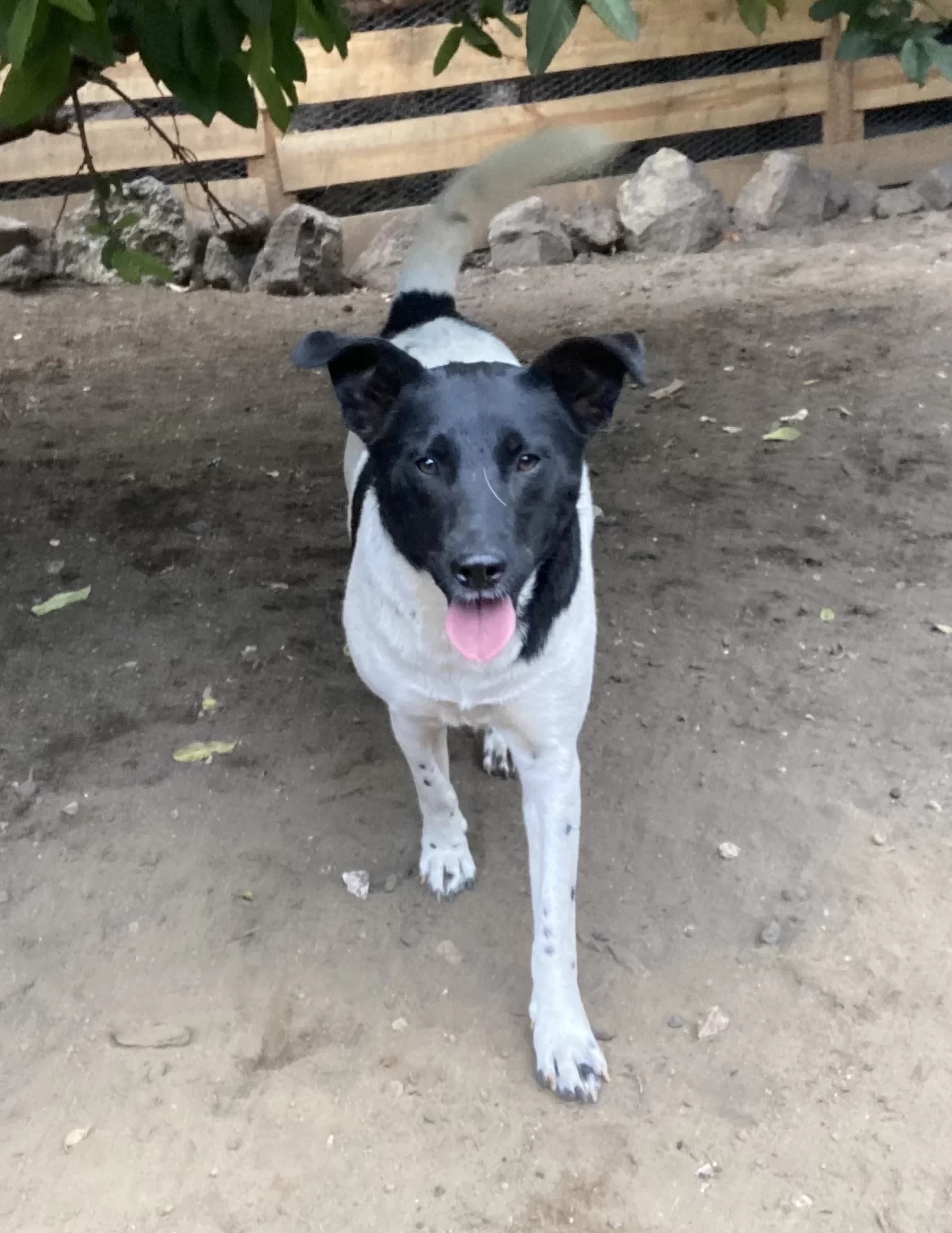 perrita Miley caminando hacia el espectador, perrito bicolor