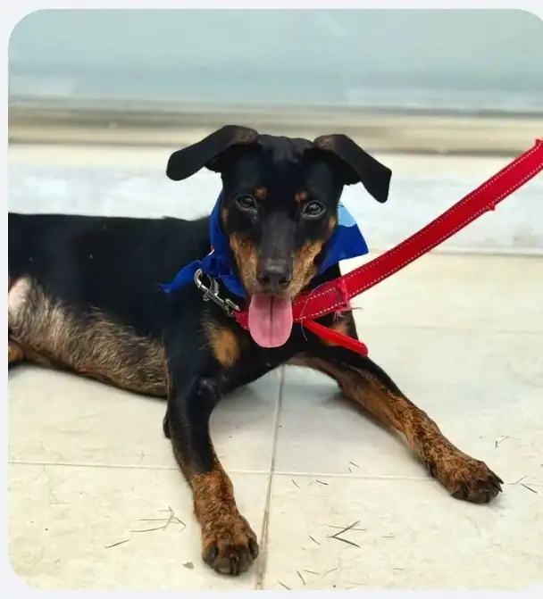 Perrito café con negro sonriente a la cámara