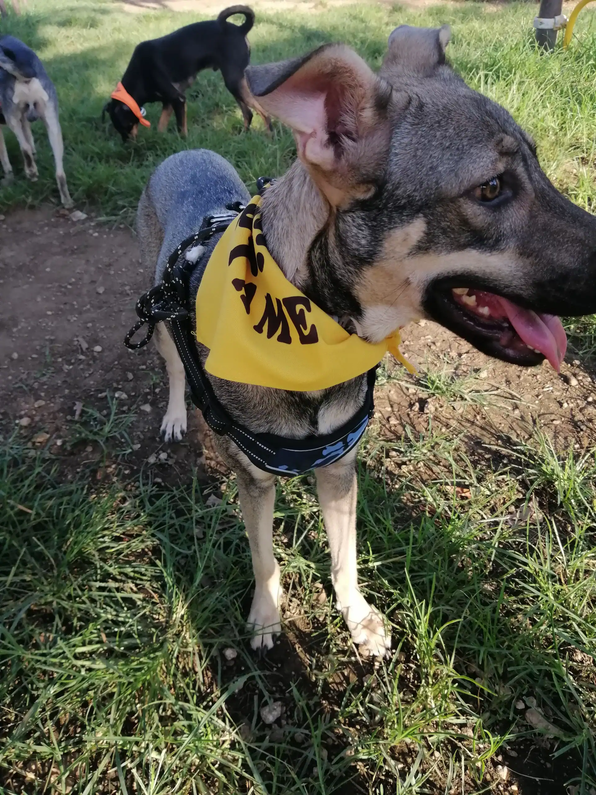 perrito en el pasto