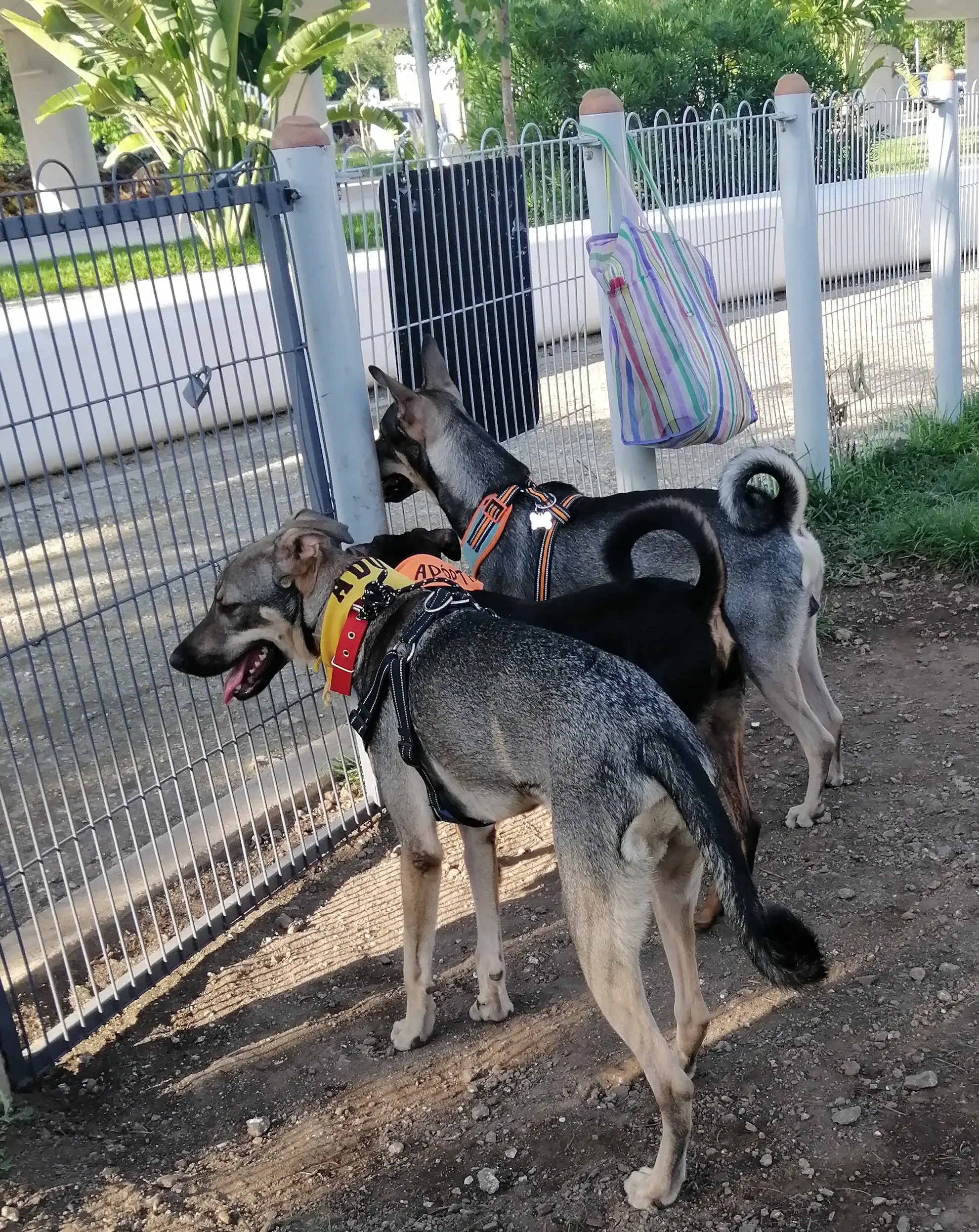 Frida en Mérida, perrita mirando hacia la valla