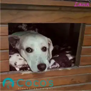Perrita Lana blanca mirando a la cámara