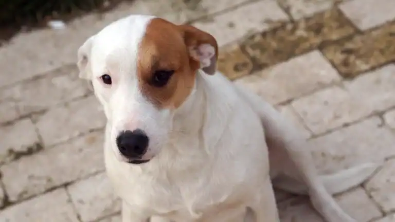 perro con mancha café cerca de la cámara