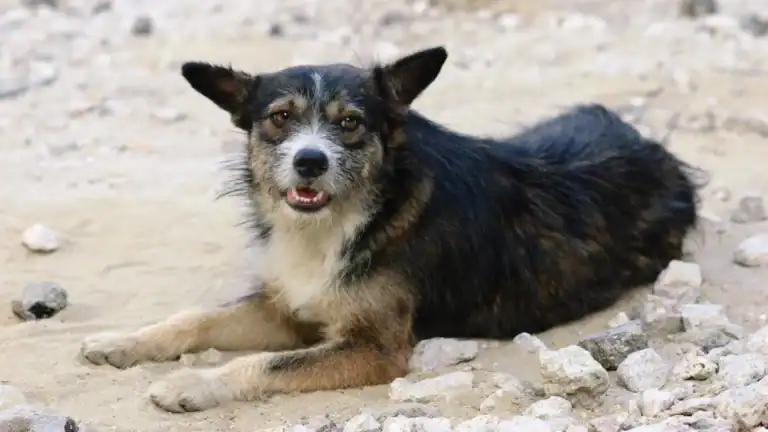 perrito negro en la tierra