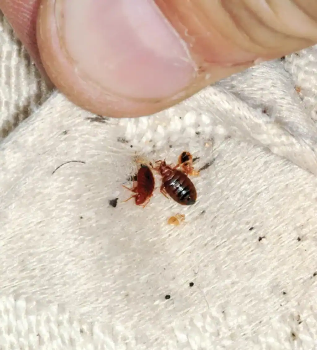 Bed-Bug-Extermination-2