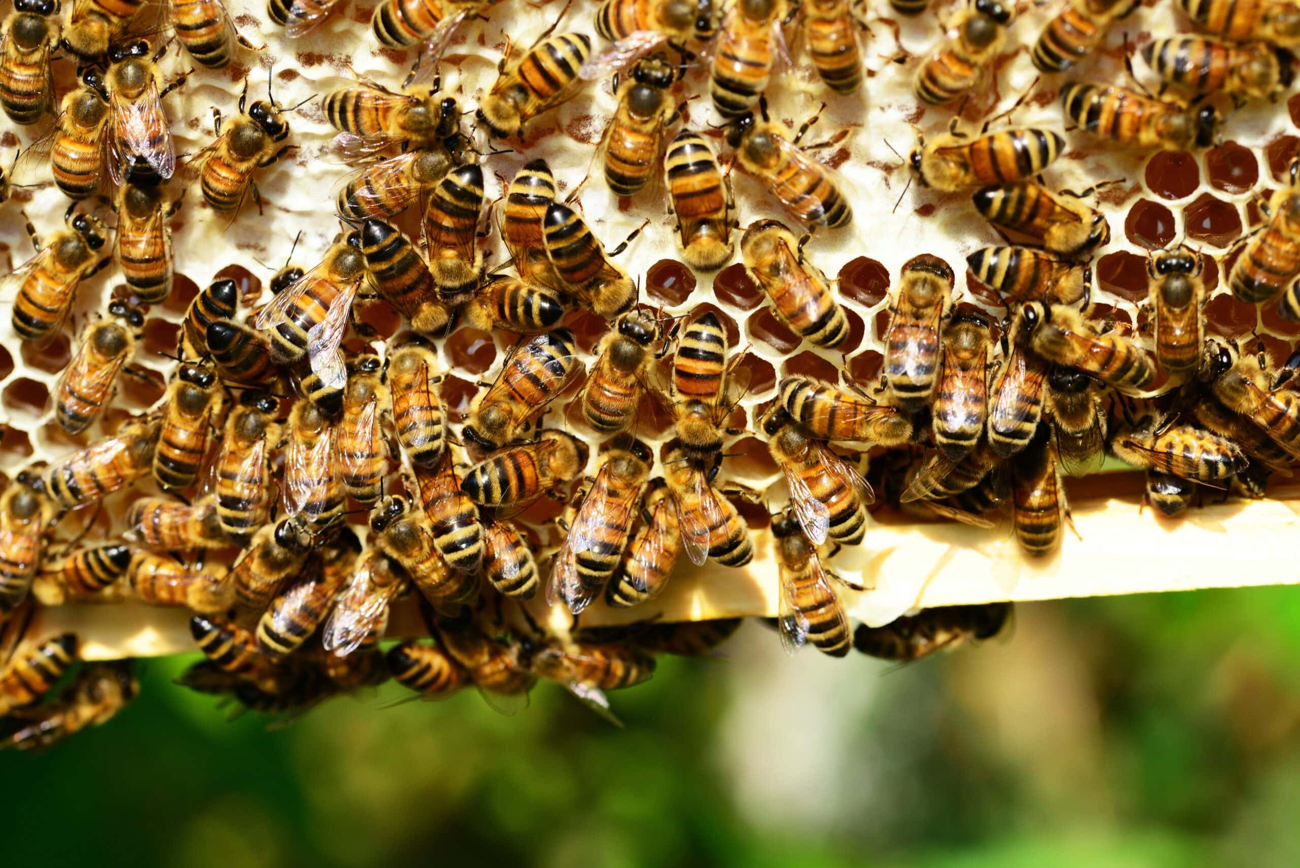 Hive Collapse