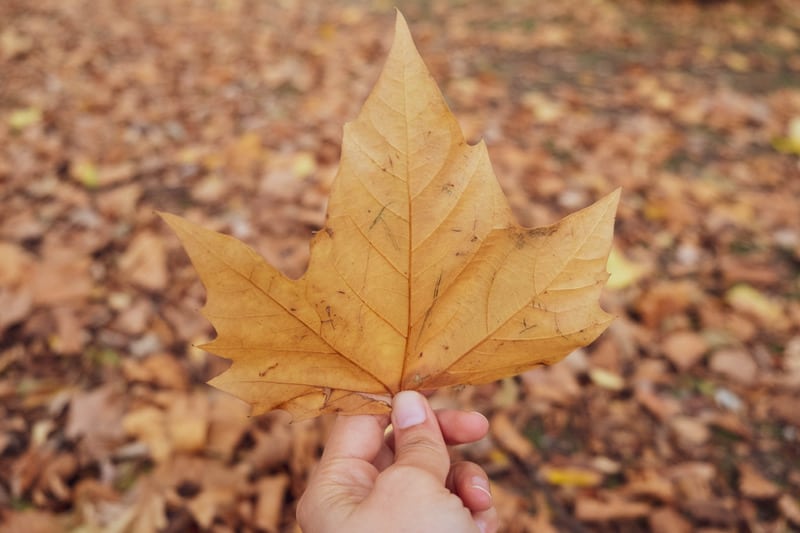 events in the fall