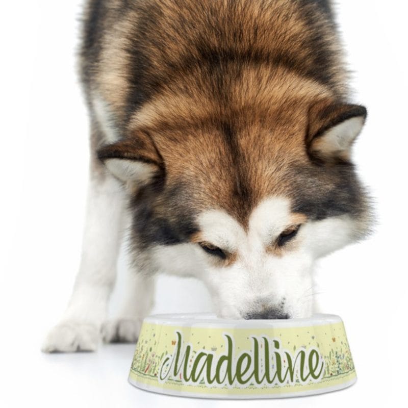 Personalised Plastic Pet Dog Bowl