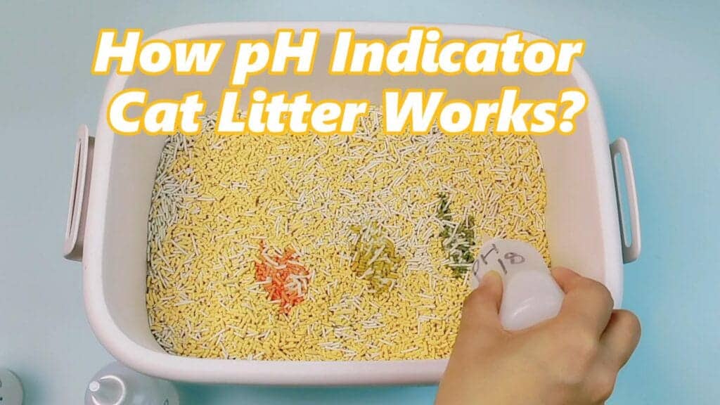 Fresh pH indicator in cat litter testing pH levels for optimal feline health.