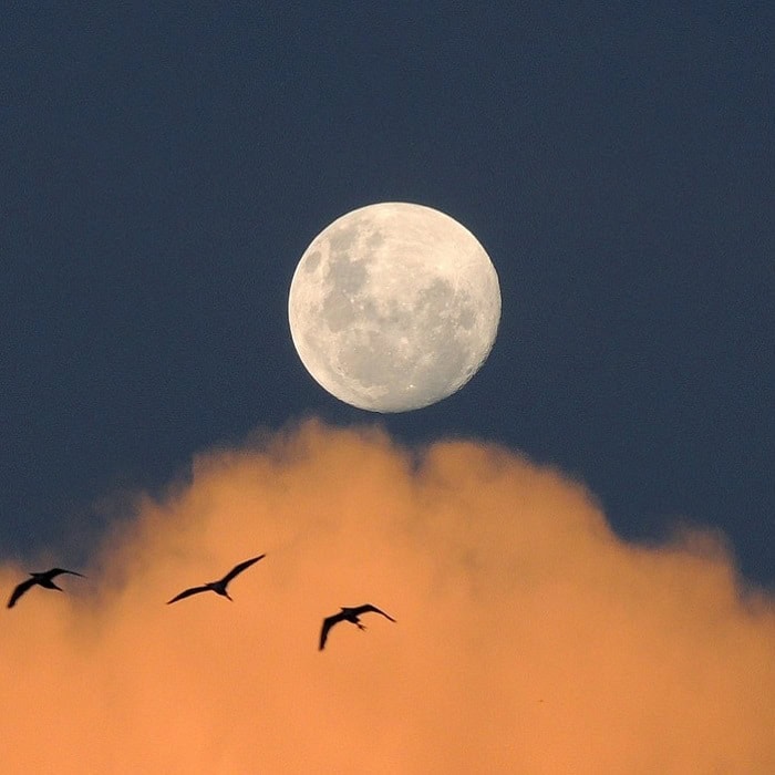 Moonlit sky with flying birds over colorful clouds at sunset.