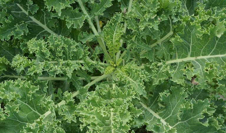 Green leafy vegetable plant with ruffled leaves, likely a type of kale or collard greens.