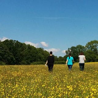 People walking through a vibrant yellow flower field under a clear blue sky.