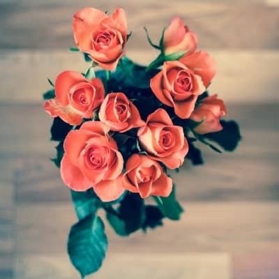 Beautiful Coral Roses Bouquet for Special Occasions