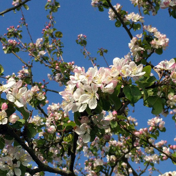 Spring Blossom Tree in Full Bloom Against Clear Blue Sky