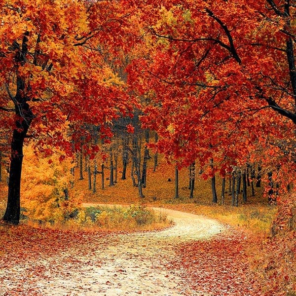 Autumn forest scene with colorful red and orange leaves on trees and a winding path.