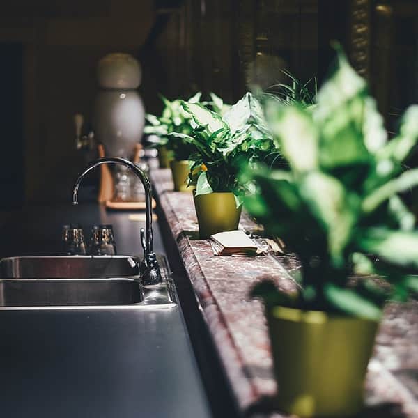 Raw Horizons Indoor Garden with Green Plants on Countertop