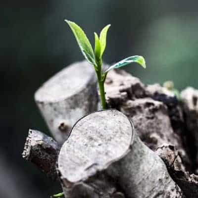 New Growth Emerging from Old Wood