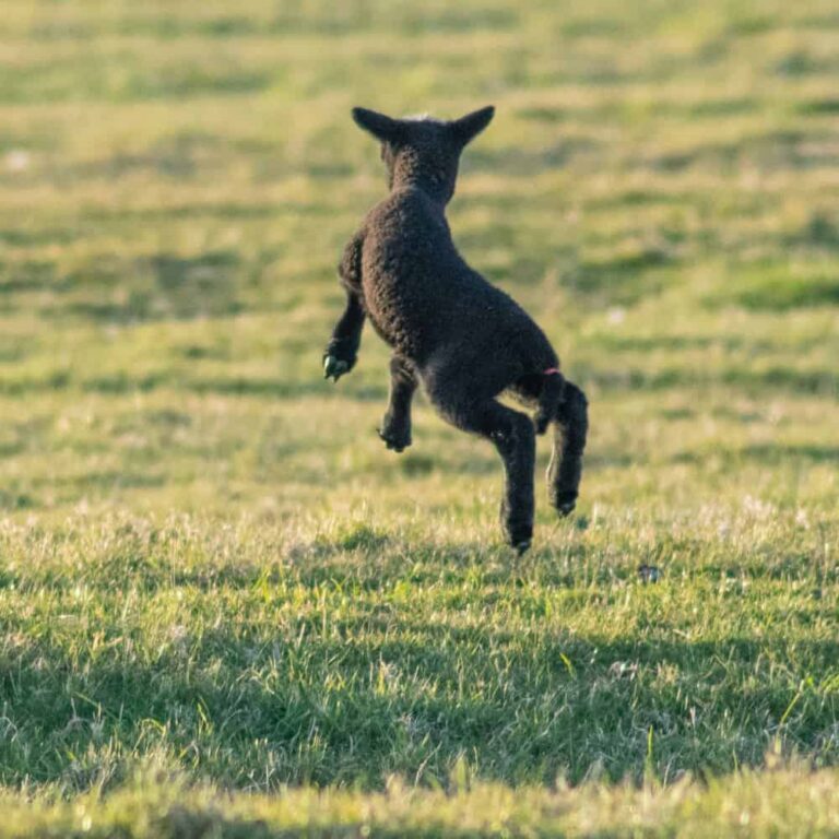 Baby goat jumping in a grassy field at sunset.