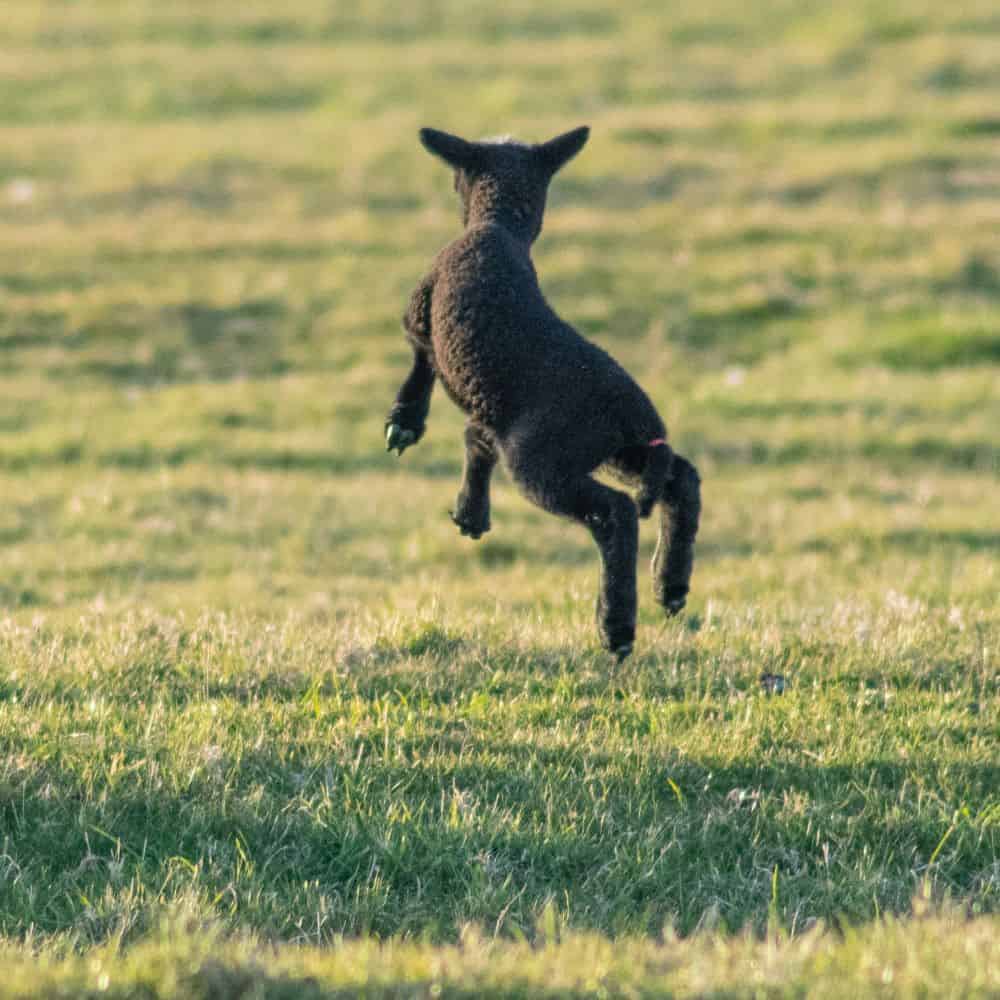 Baby goat jumping in a grassy field at sunset.