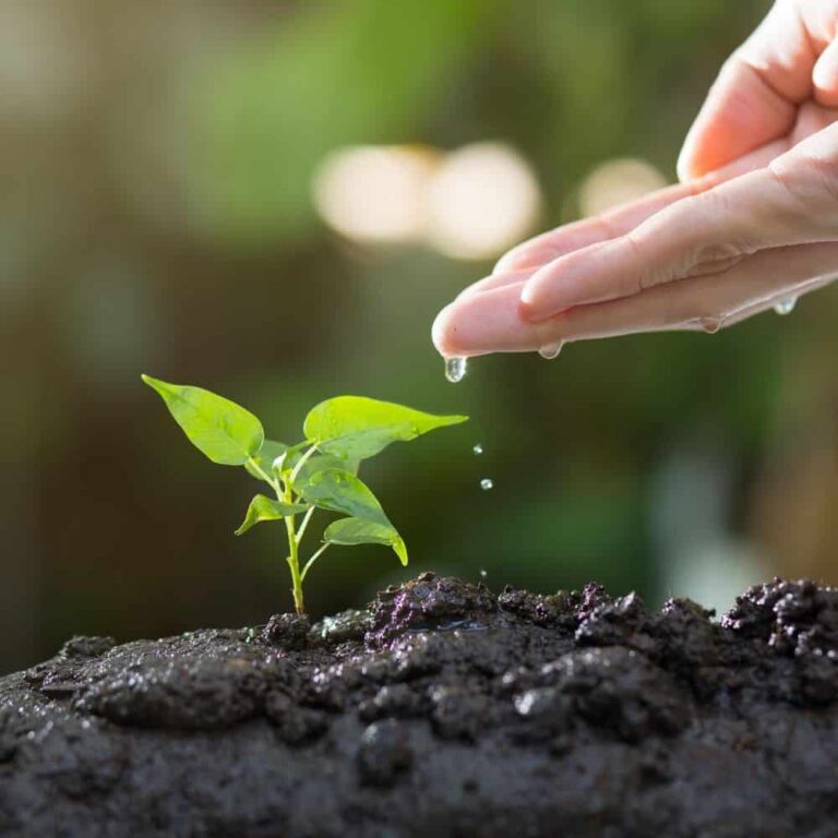 Plant Growth and Abundance Concept Nurturing a young plant with water for growth and abundance.