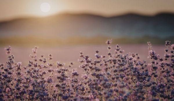 Meditation Modules (7)