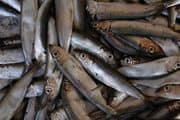 Fish Oil