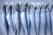 Fishy
