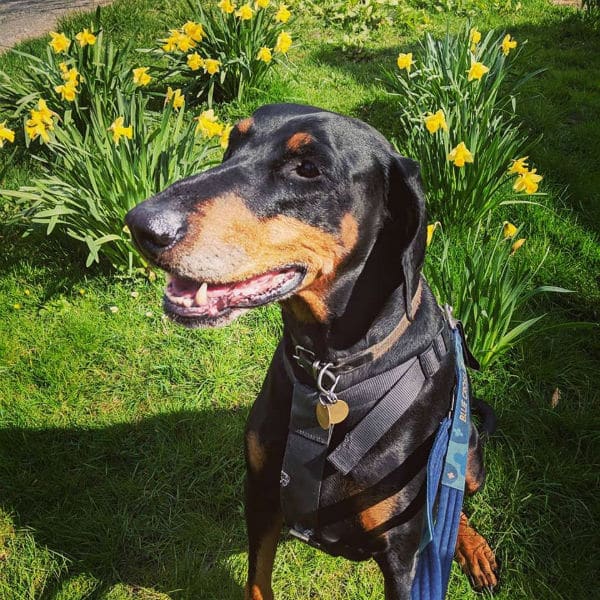 Black and tan dog wearing a harness in a garden with yellow flowers and green grass.