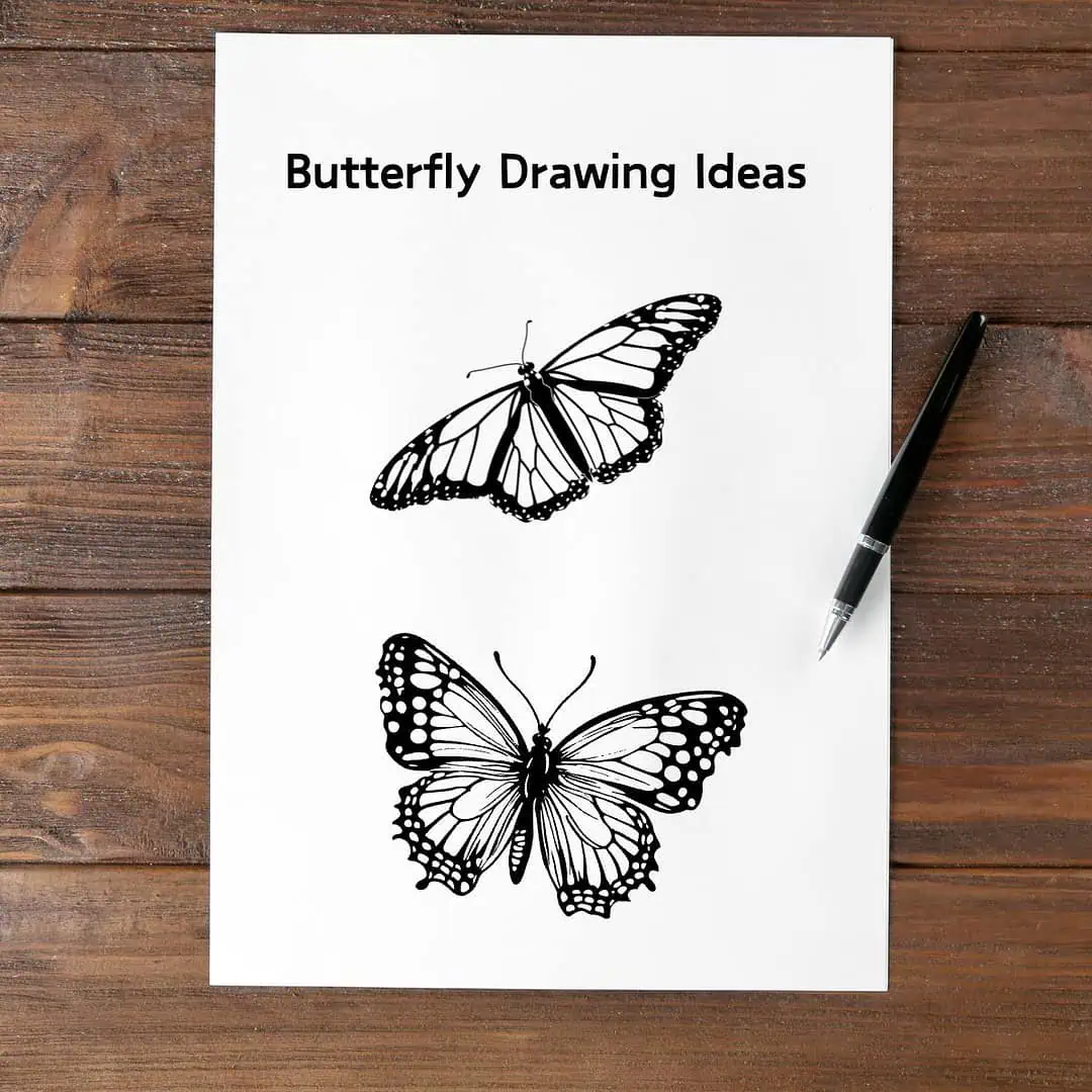 40 Enchanting Butterfly Drawing Ideas for Every Artist 3 butterfly drawing ideas