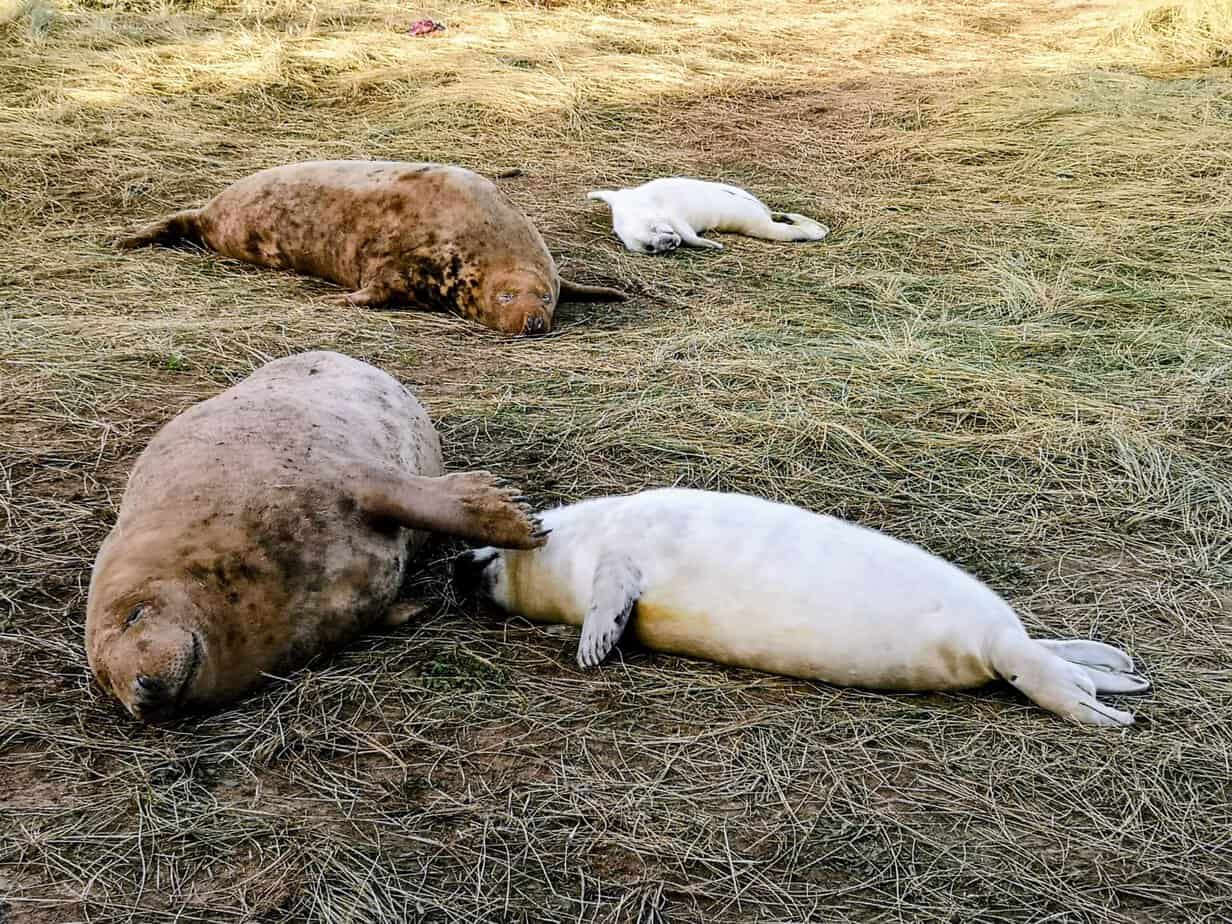 Grey seals at Donna Nook on the Lincolnshire coast
