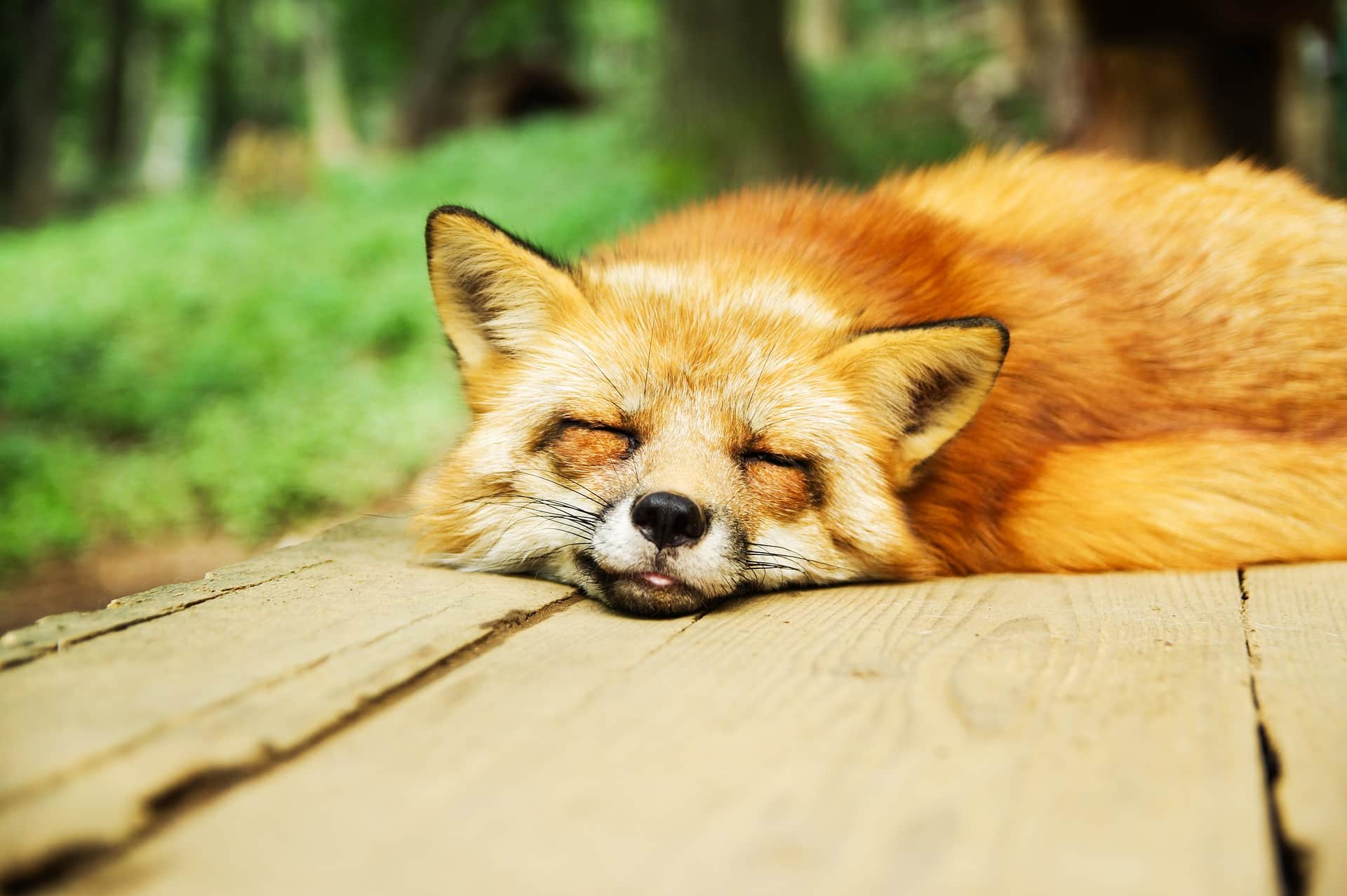 Söt räv som sover på en trästock i skogen.