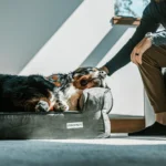 Best Dog Beds for Large Dogs
