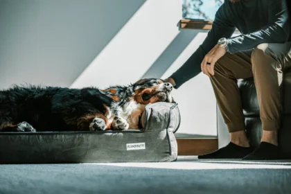 Best Dog Beds for Large Dogs