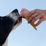 Best Dog Treats