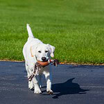 7 Best Dog Toys & Puppy Toys